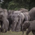 Borneo sabah escapes apes tour beach great orangutan holiday orangutans wildlife family place holidays vacations tours responsibletravel travel responsiblevacation