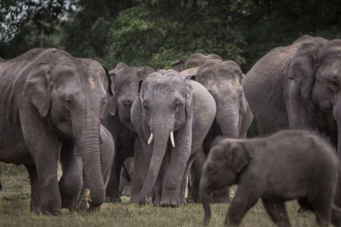 Borneo sabah escapes apes tour beach great orangutan holiday orangutans wildlife family place holidays vacations tours responsibletravel travel responsiblevacation